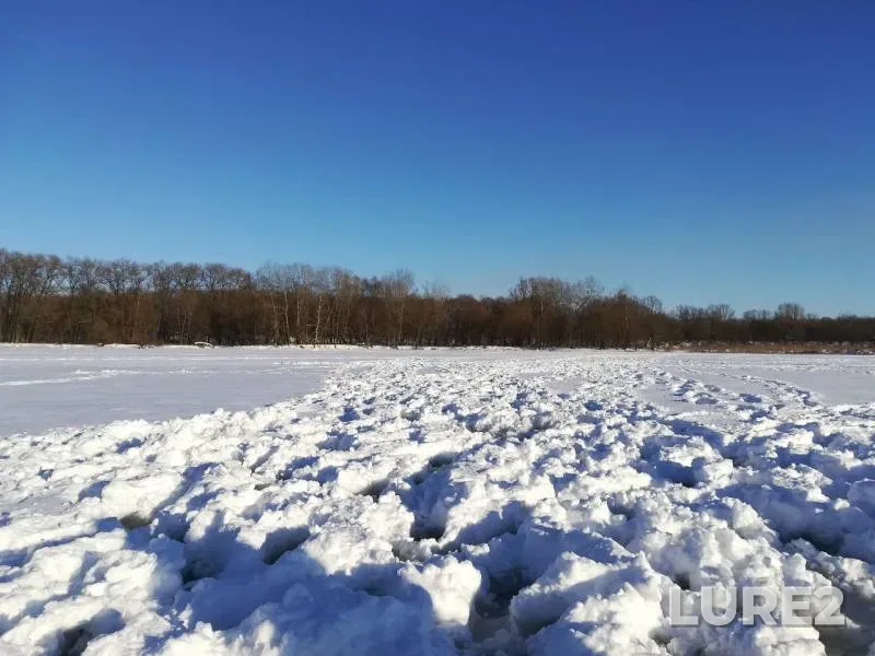 Щука
