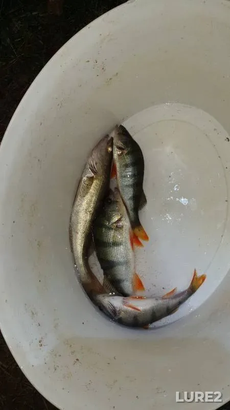 Окунь, Судак — Белоярское, 16 авг. 2019 г.