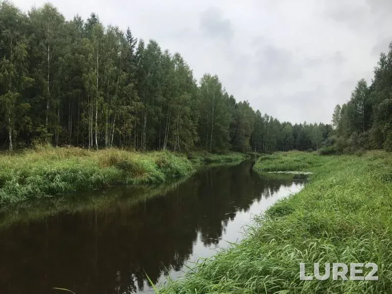 Щука