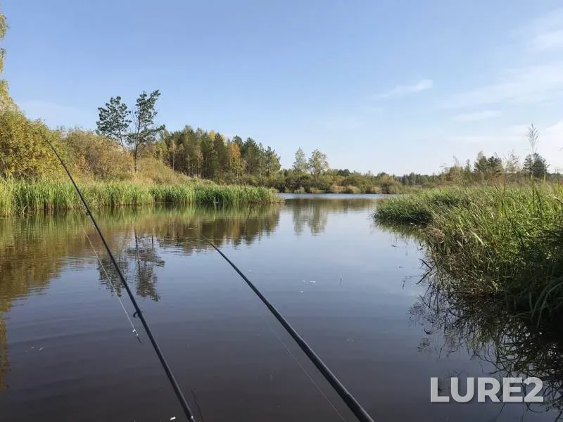 Окунь, Щука