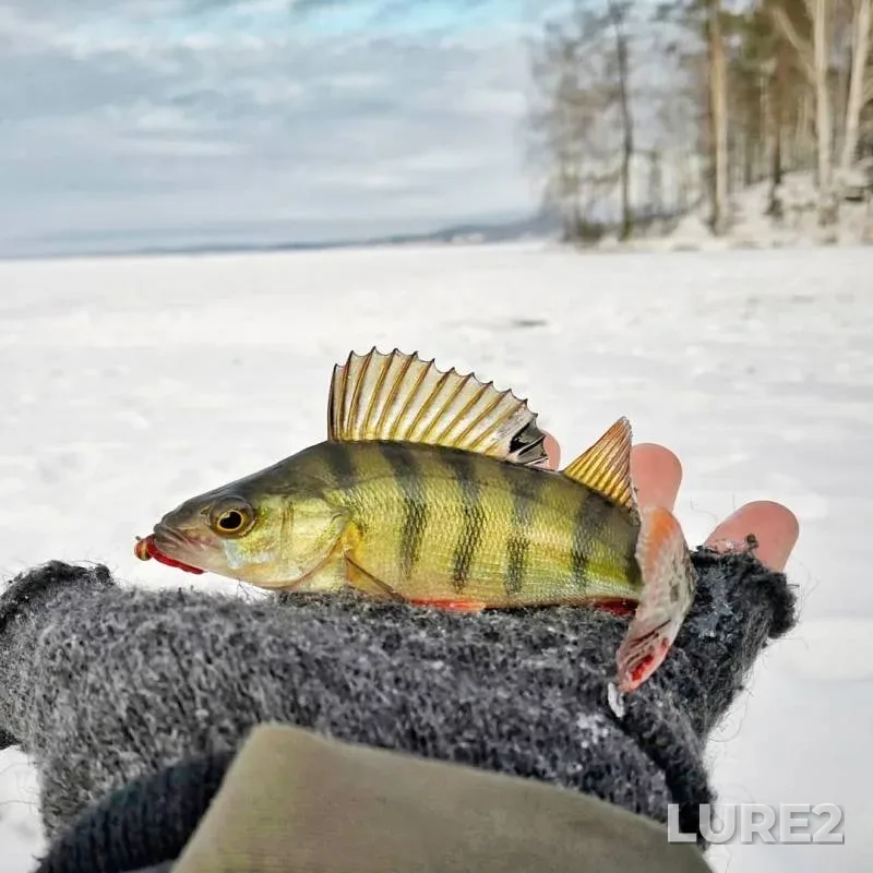 Окунь
