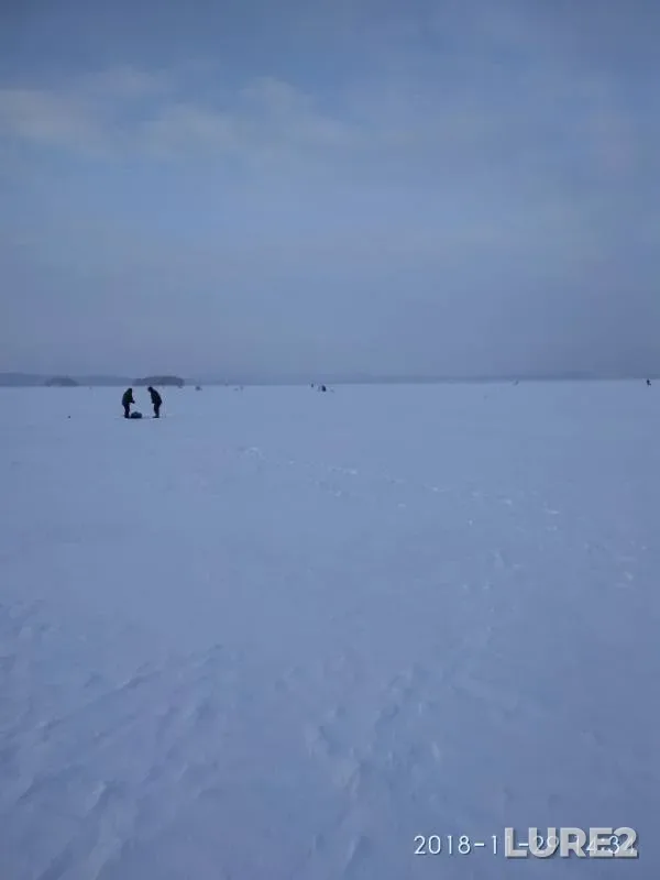 Лещ, Окунь