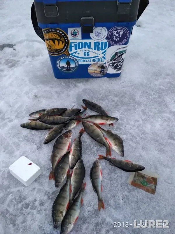 Окунь