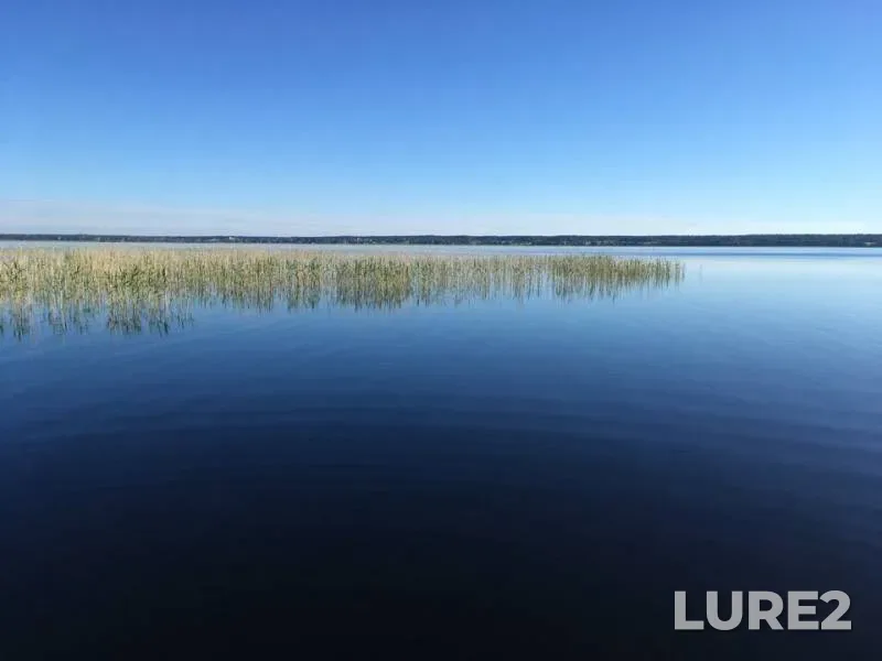 Щука