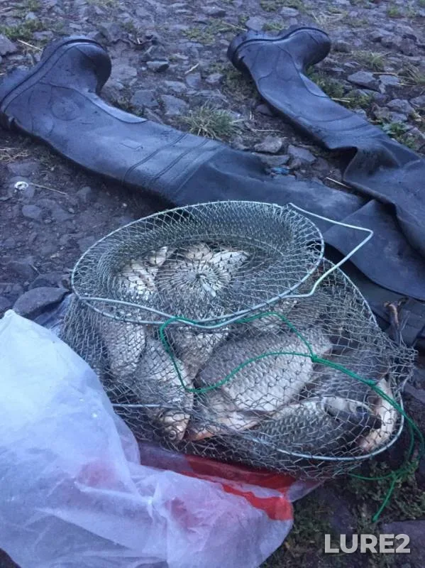 Карась
