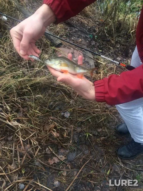 Окунь — Ворскла, 03 янв. 2018 г.