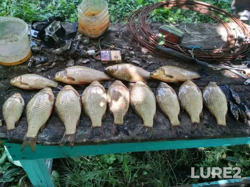 Карась