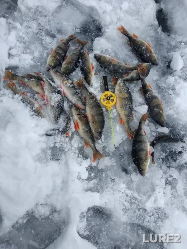 Окунь