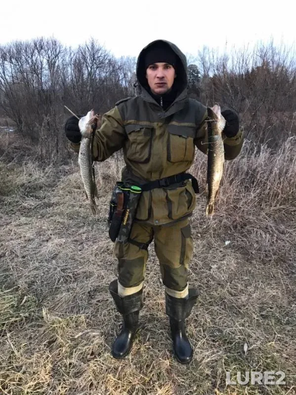 Щука