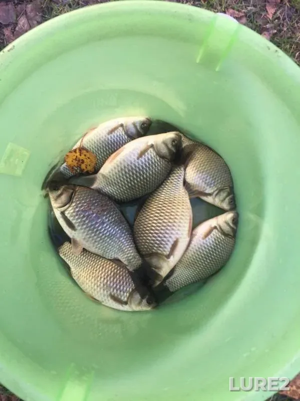 Карась