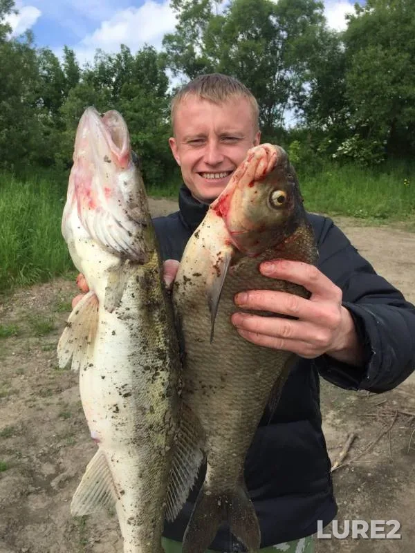 Лещ, Судак