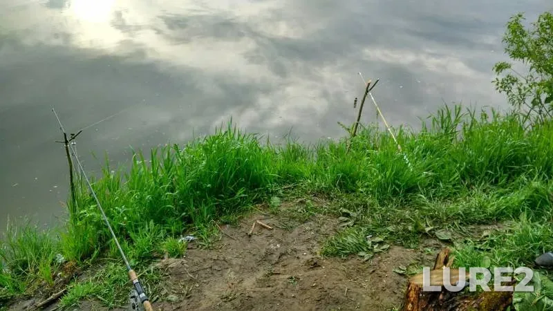 Сом