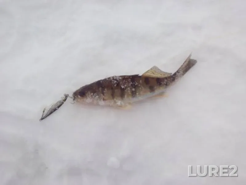 Окунь