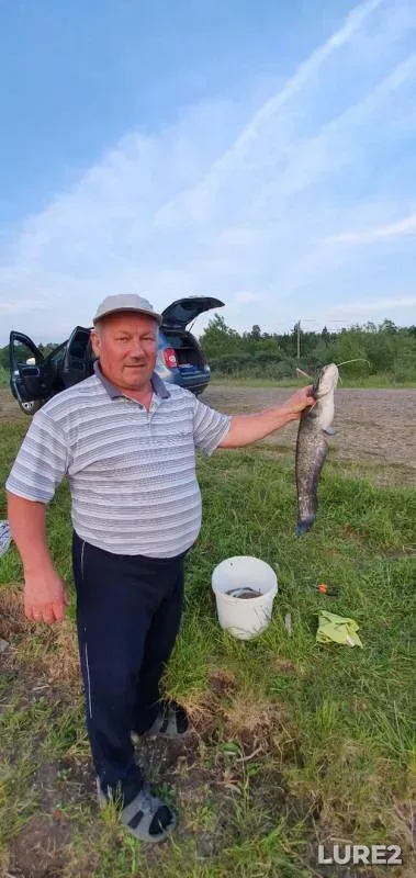 Сом