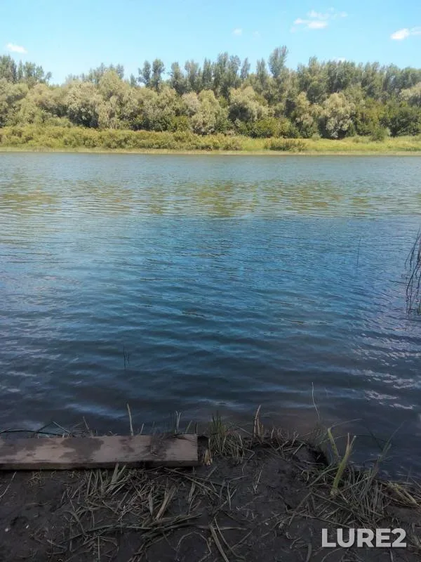 Жерех, Сом