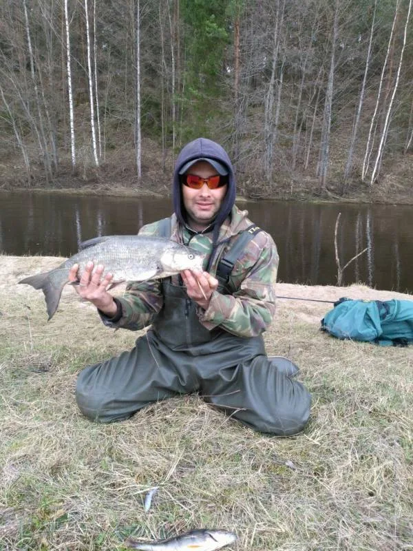 Жерех, Окунь