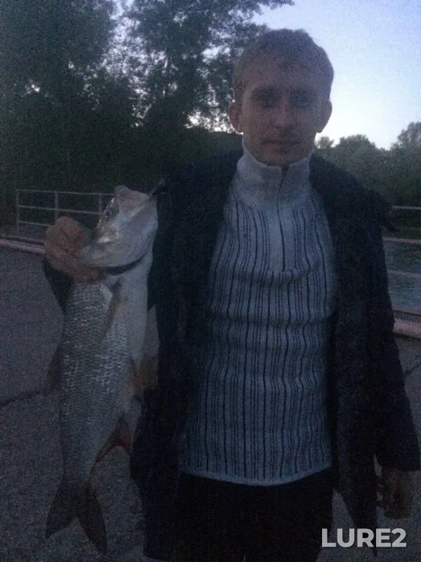 Жерех