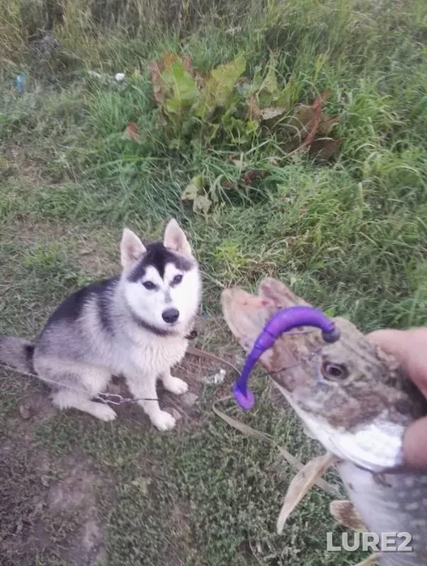 Щука