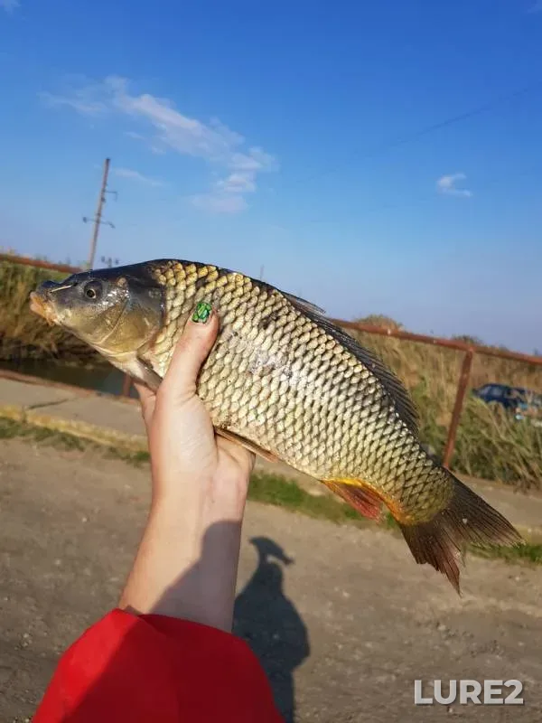 Сом, Карась
