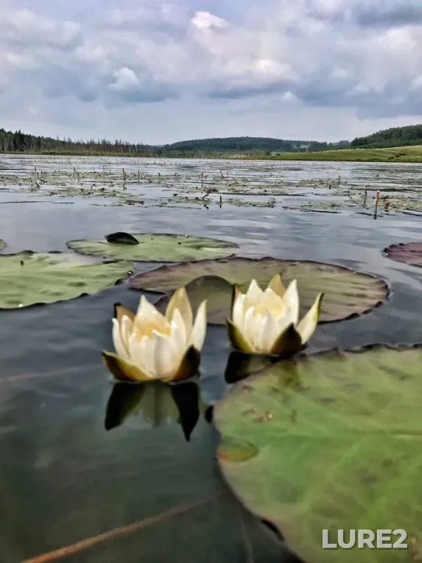 Окунь, Щука