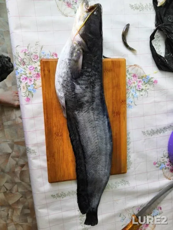 Сом