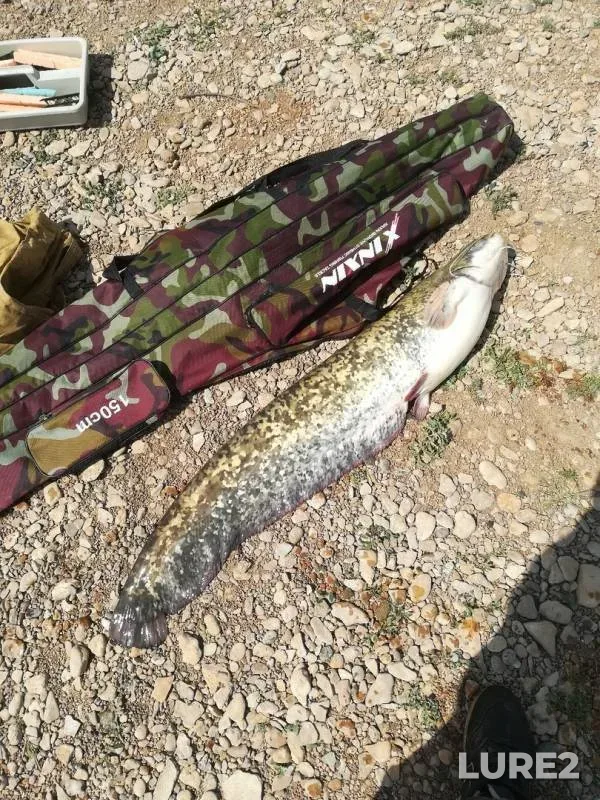 Сом