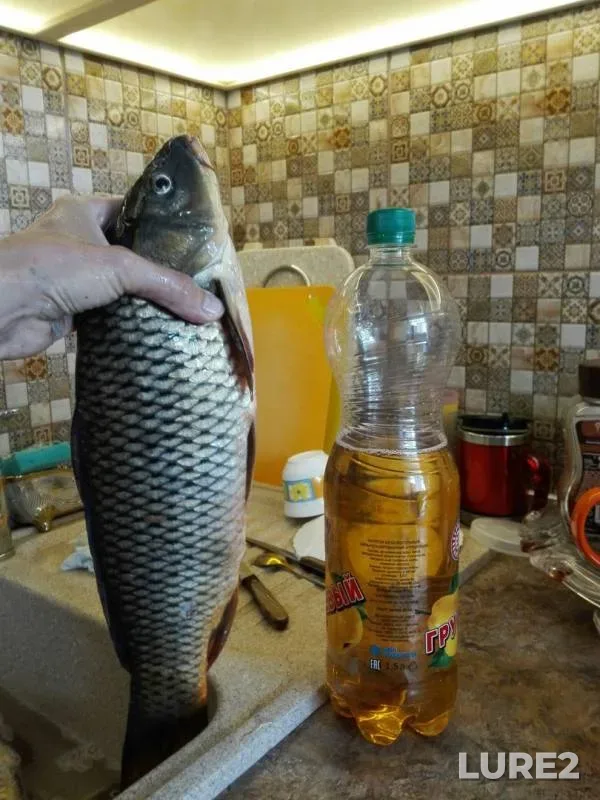 Карась