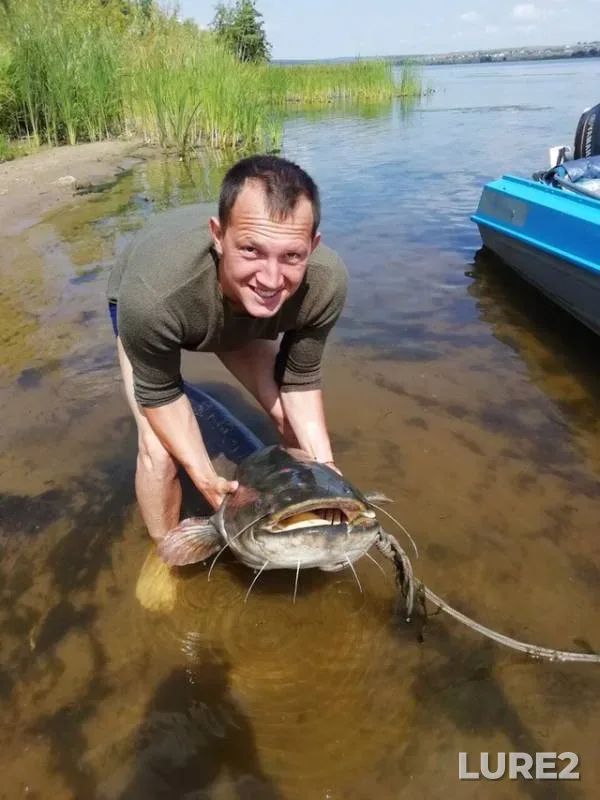 Сом