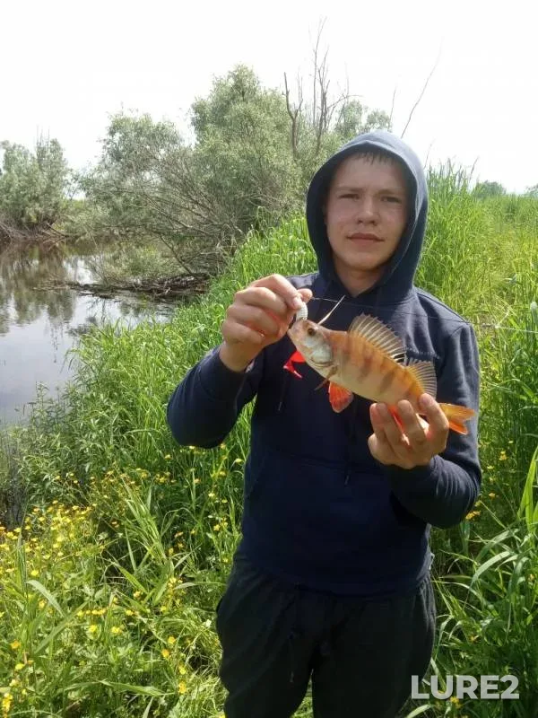Окунь, Щука
