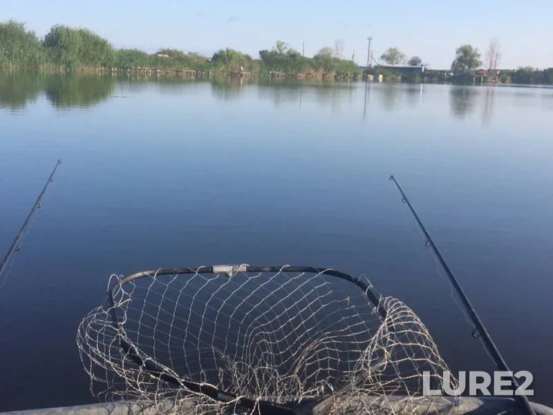 Карп, Окунь