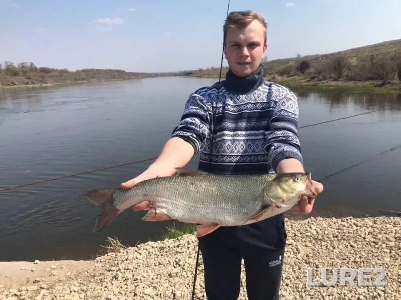 Жерех