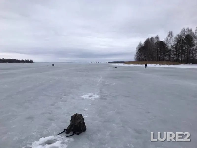 Плотва