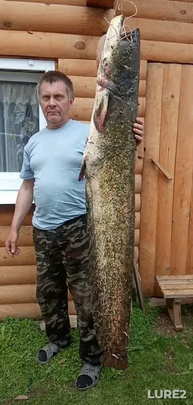 Сом
