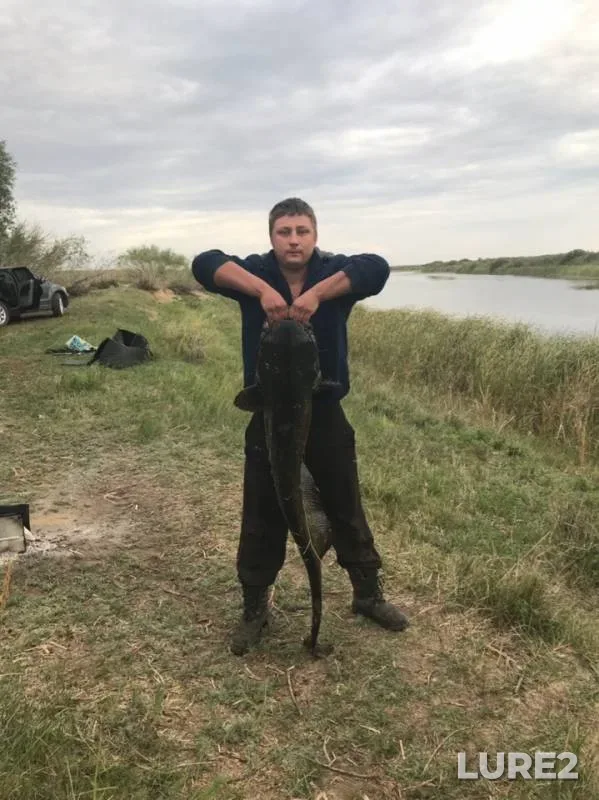Сом