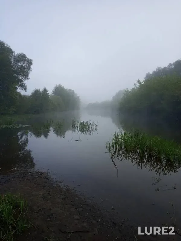 Жерех, Голавль