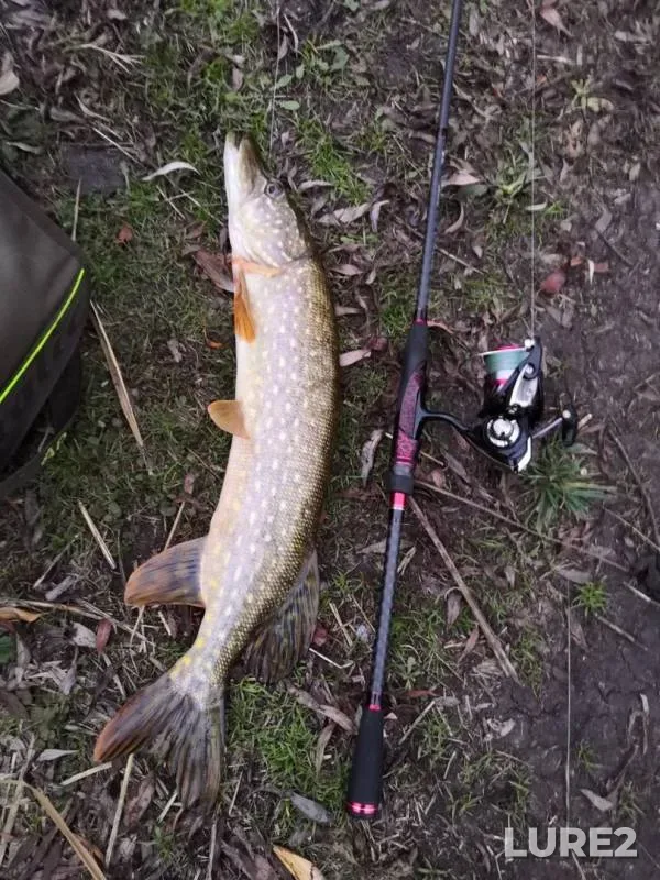 Щука