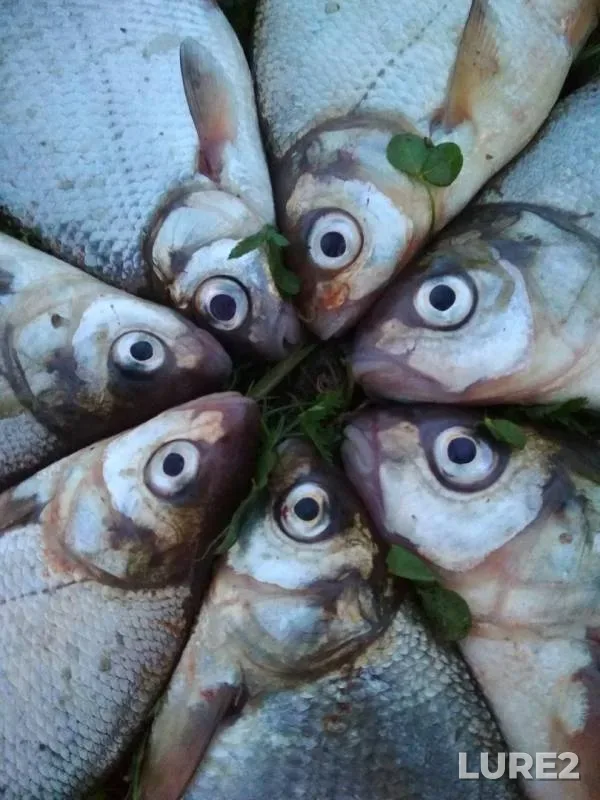 Лещ