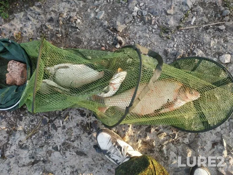 Лещ, Сом