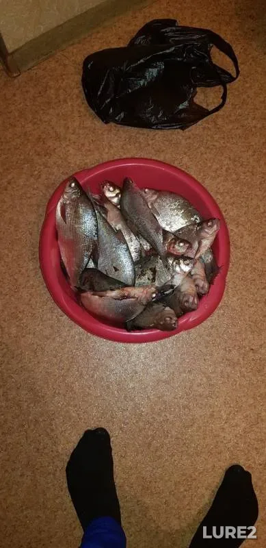 Лещ, Карась