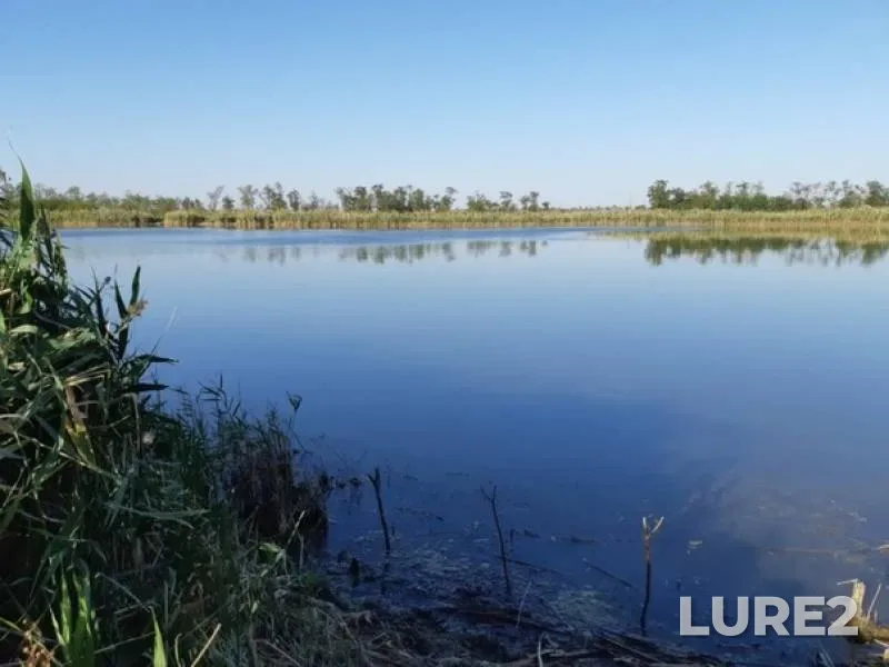 Карась, Окунь