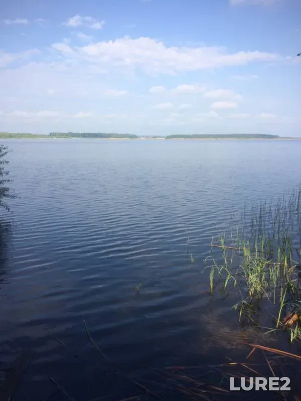 Карась, Плотва