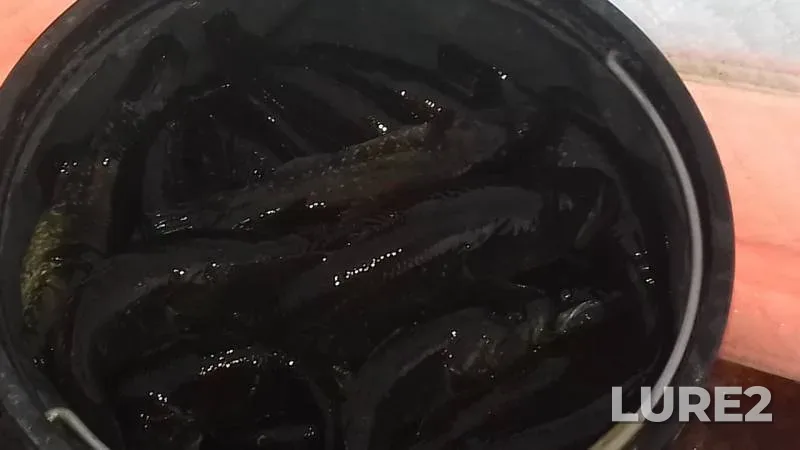 Карась