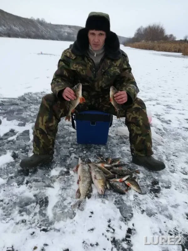 Окунь, Щука