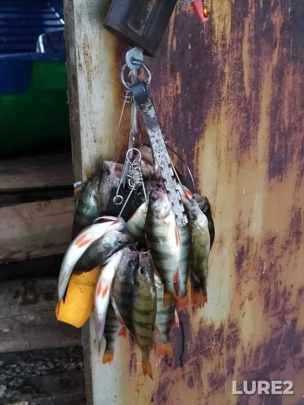 Окунь