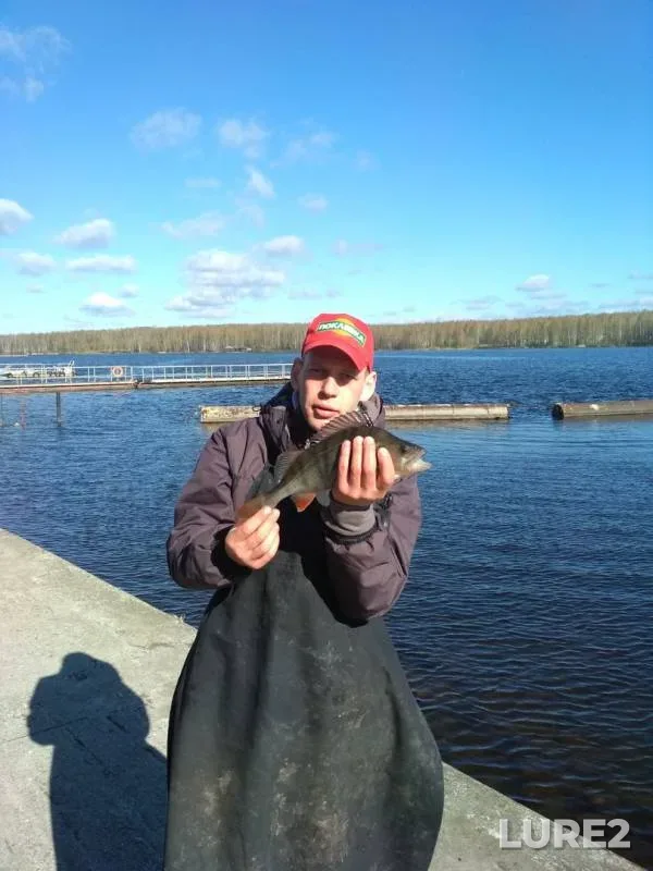 Лещ, Окунь