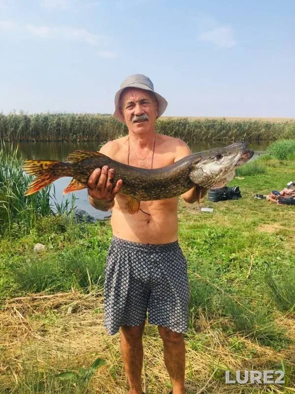 Щука