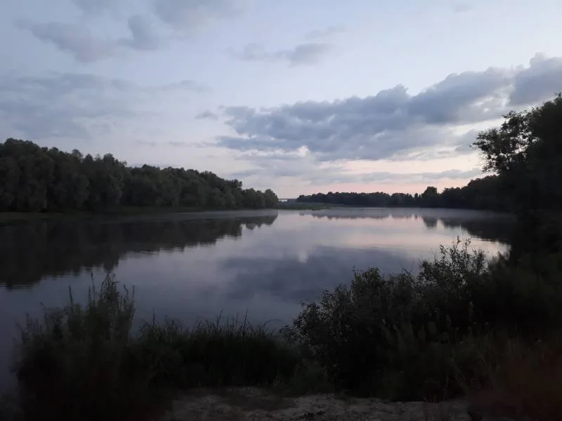 Окунь, Плотва