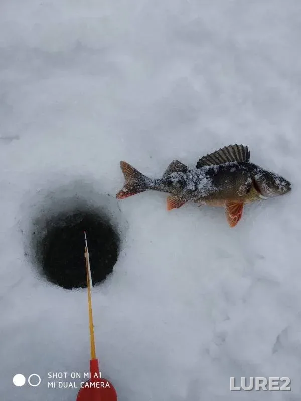 Окунь