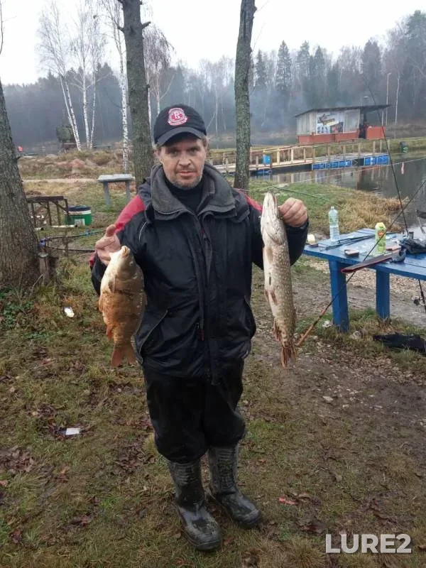 Карп, Щука