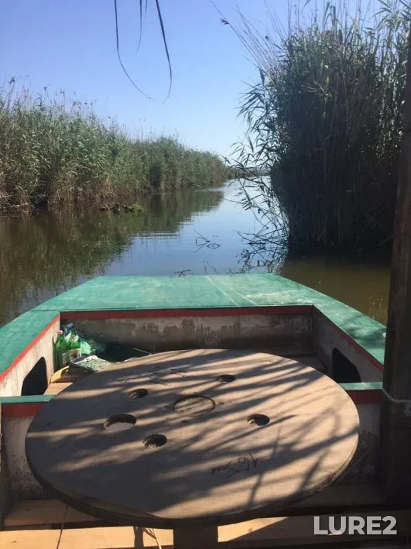 Карась, Окунь